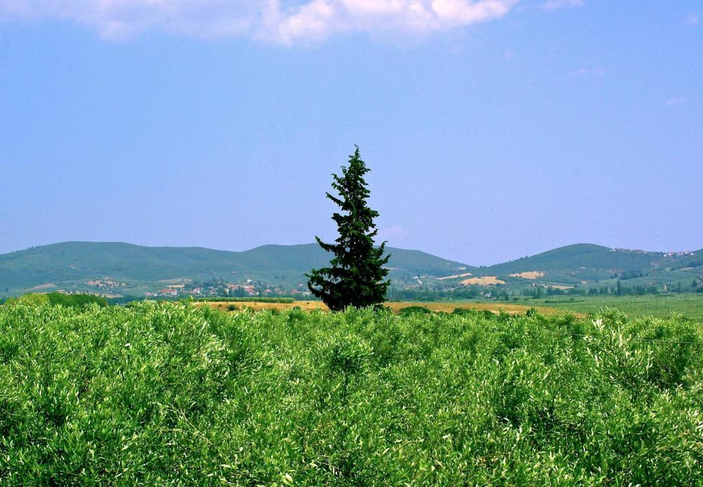 Apartments Karpetis A Green Paradise Псакудия Номер фото
